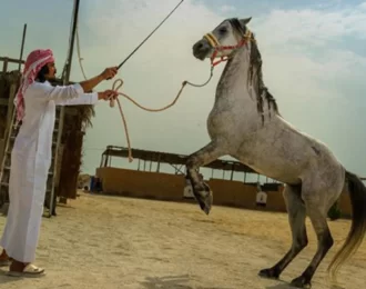 استمتع بجولة رائعة لركوب الخيل في الخبر