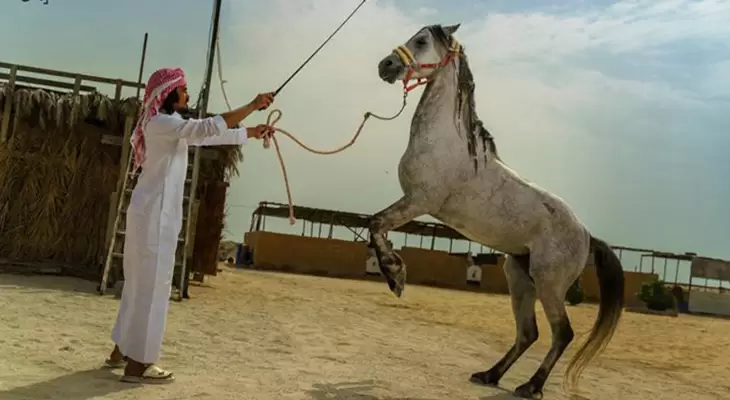 استمتع بجولة رائعة لركوب الخيل في الخبر