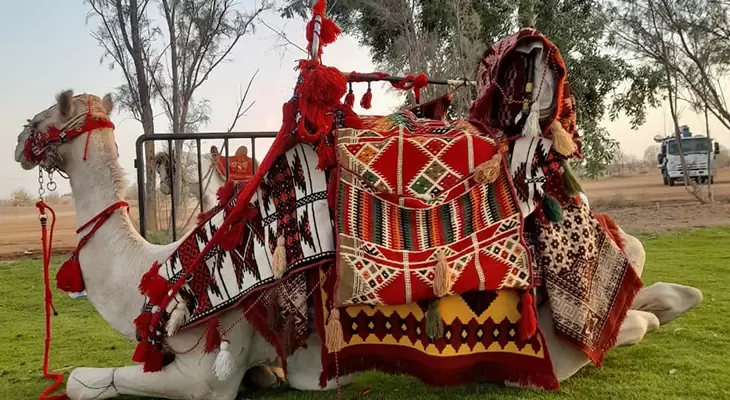 Camel Ride in the Desert of Riyadh 