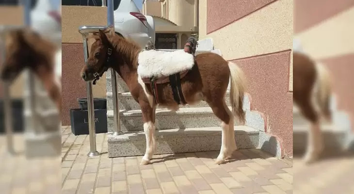 Horse riding course in Riyadh