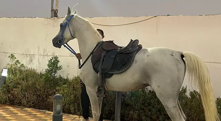 Horse riding course in Riyadh