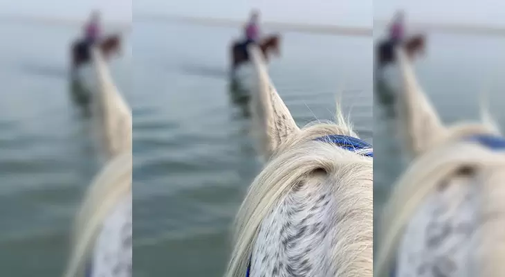 horse riding in jeddah