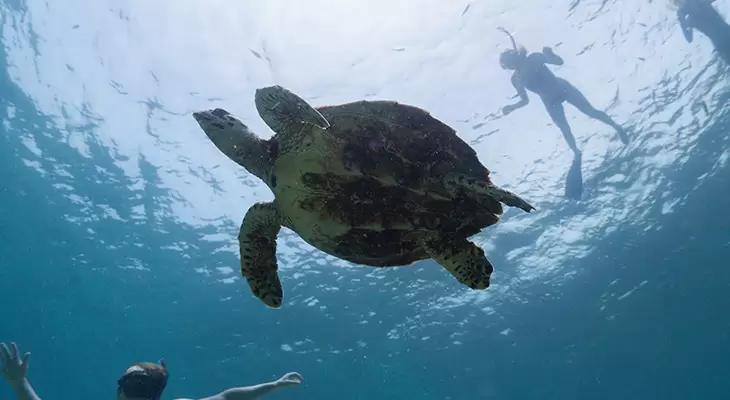 oman salalah snorkeling