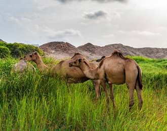 Half Day Tour in Eastern Salalah 