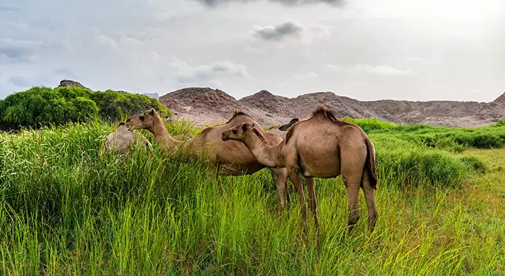 Half Day Tour in Eastern Salalah 