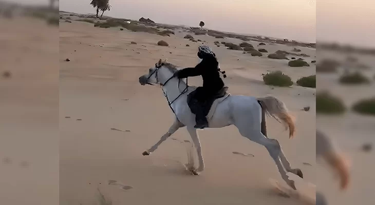 One hour Horse Riding in Dammam with Professional Captains 