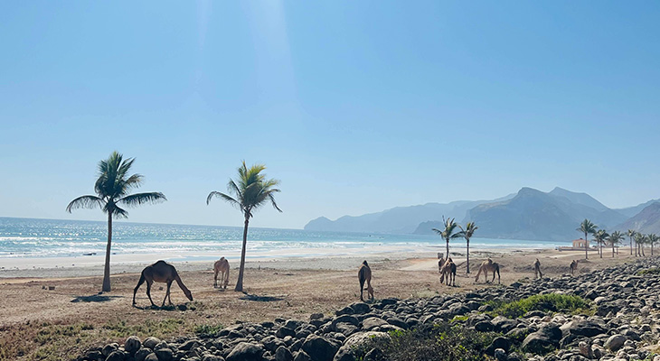 7 hours of Salalah West Tour