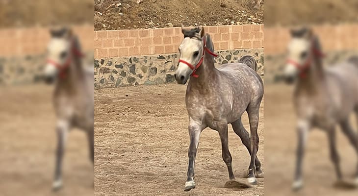 12 Classes for Learning Horse Riding in the City of Abha 