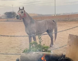 12 Classes for Learning Horse Riding in the City of Abha 