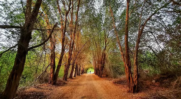 Bikes Rental in Karzakan Forest Every Tuesday 