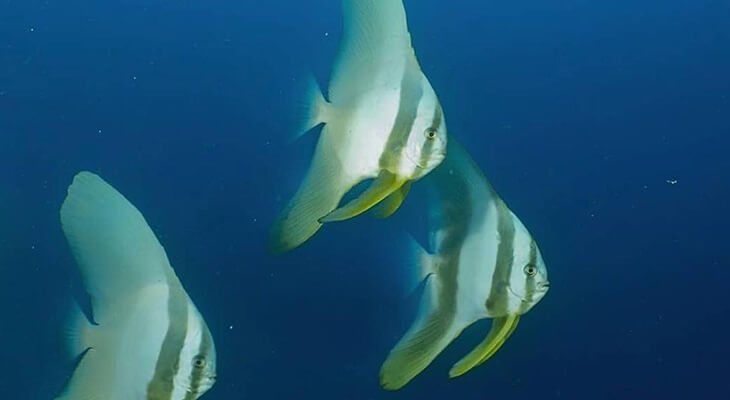 5 Hours of Diving in The Valley, Coral Garden, and Shipwrecks  