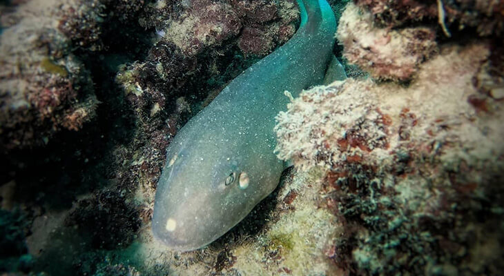 5 Hours of Diving in The Valley, Coral Garden, and Shipwrecks  