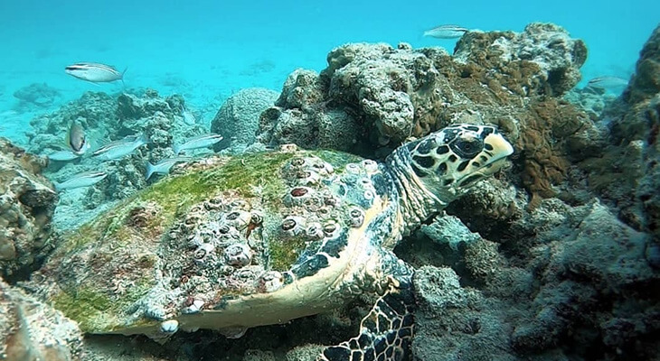 5 Hours of Diving in The Valley, Coral Garden, and Shipwrecks  