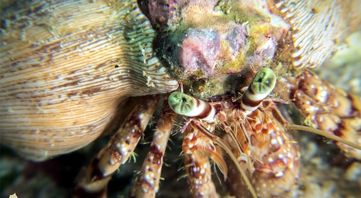 5 Hours Shared Diving Trip in Bulthama Reef, Buamama & Shataya in Bahrain