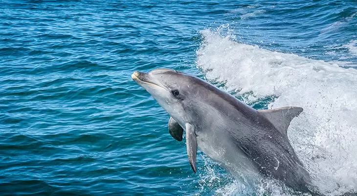2 Hours Dolphin and Snorkeling Tour 