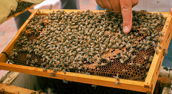 Dubai: 1-hour Hatta Honeybee Garden Tour