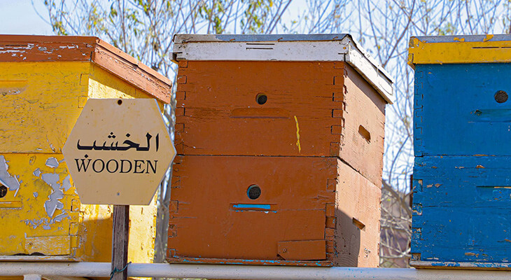 Dubai: 1-hour Hatta Honeybee Garden Tour