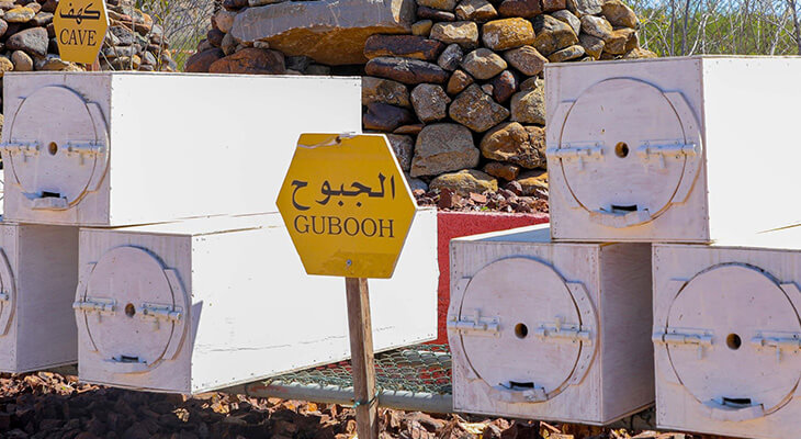 Dubai: 1-hour Hatta Honeybee Garden Tour