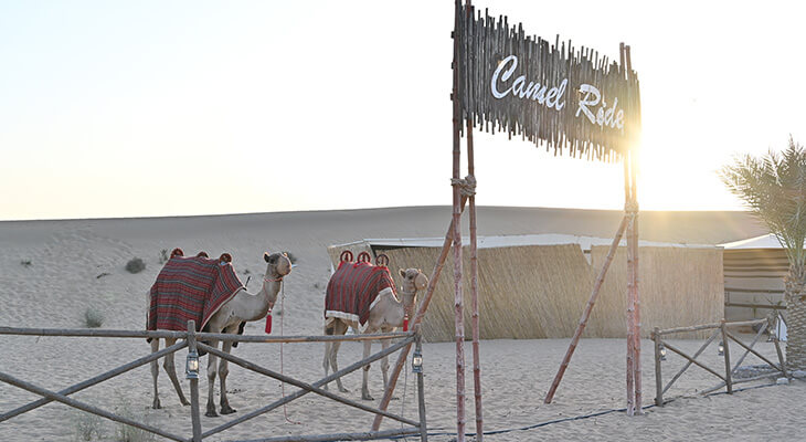 A 6-Hour Safari in Dubai Desert ( Royal Camp )