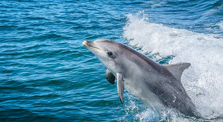 Watching Dolphins Tour on a Boat in Oman 