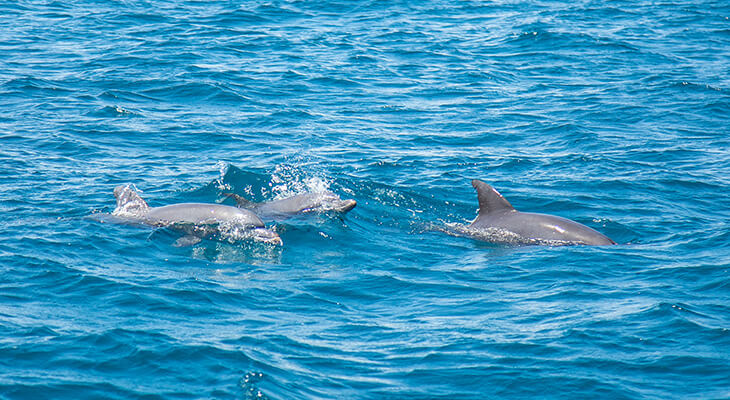 Watching Dolphins Tour on a Boat in Oman 