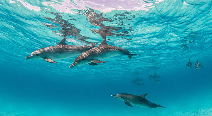 Watching Dolphins Tour on a Boat in Oman 