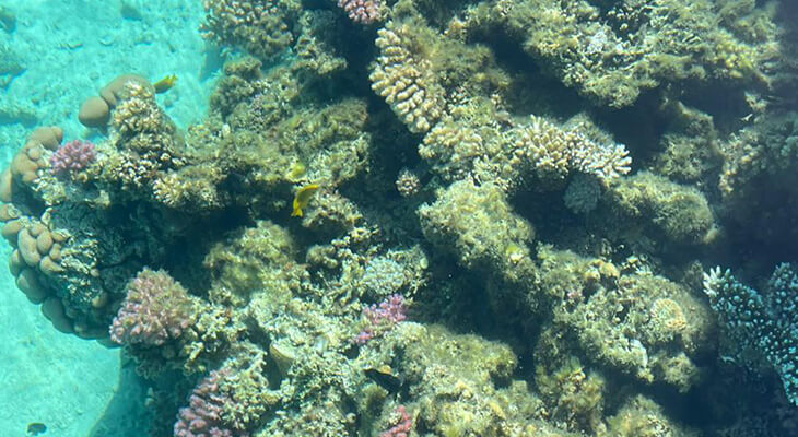 2 hours Trip to Yanbu with breakfast & Free Snorkeling   