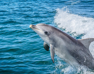 Watching Dolphins Tour on a Boat in Oman 