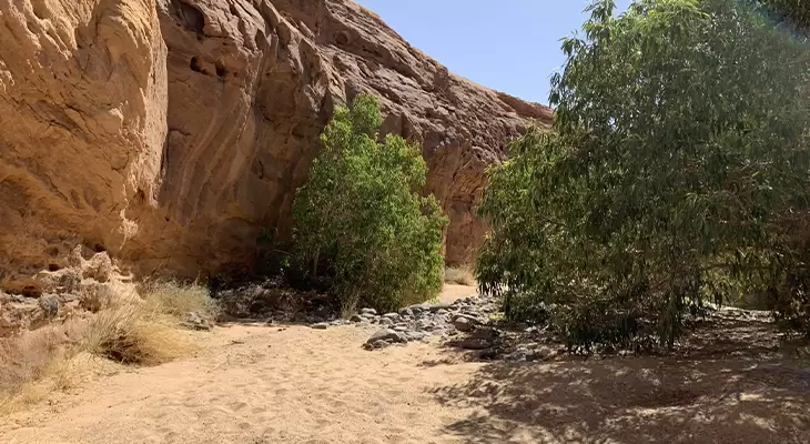 MADAIN SALEH TOUR