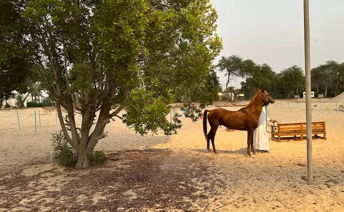 إنضم إلينا في مغامرة ركوب الخيل على البحر