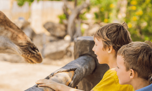 Family Adventures: Top Zoos in Bahrain to Experience