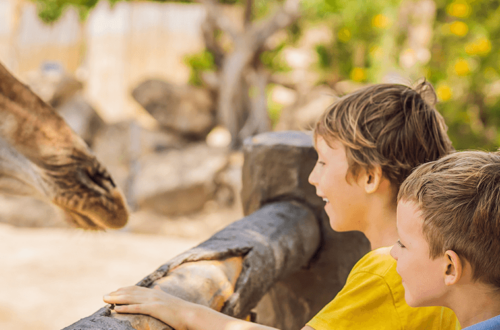 Top 5 zoos in Bahrain for 2024