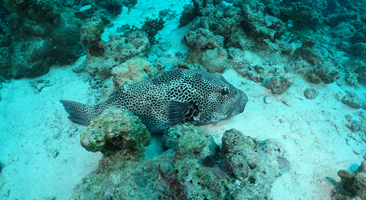 6-Hour Snorkelling Trip in Jeddah with Snorkelling Tools and Snacks