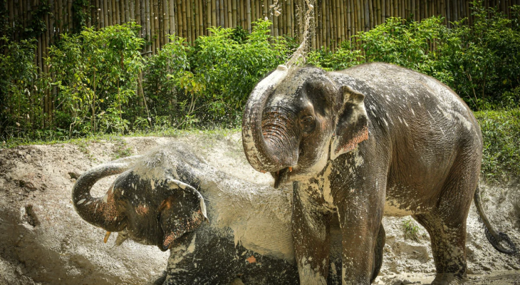 Phuket: 6-Hour Tour at Elephant Jungle Sanctuary with 15% Off in Thailand