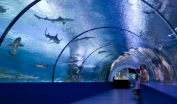 Entry Ticket to Underwater World Pattaya with 45% Discount