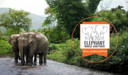 Phuket: 6-Hour Tour at Elephant Jungle Sanctuary with 15% Off in Thailand