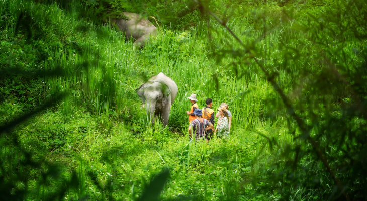 Phuket: 6-Hour Tour at Elephant Jungle Sanctuary with 15% Off in Thailand