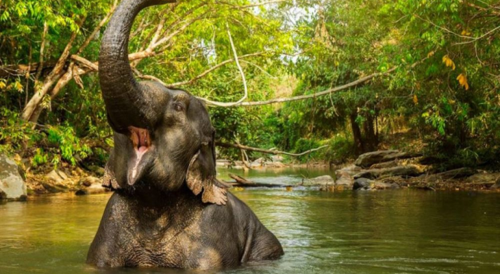 Phuket: 6-Hour Tour at Elephant Jungle Sanctuary with 15% Off in Thailand