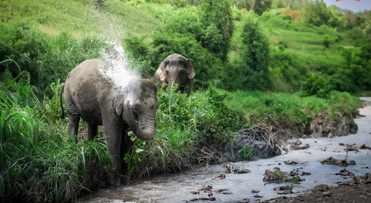 Phuket: 6-Hour Tour at Elephant Jungle Sanctuary with 15% Off in Thailand