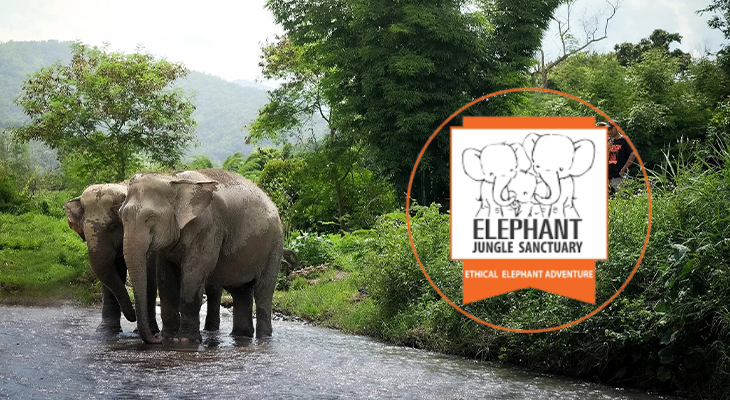 Phuket: 6-Hour Tour at Elephant Jungle Sanctuary with 15% Off in Thailand