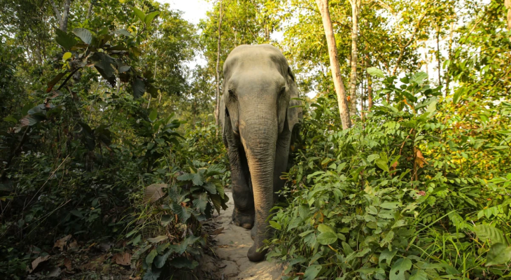 Phuket: 6-Hour Tour at Elephant Jungle Sanctuary with 15% Off in Thailand