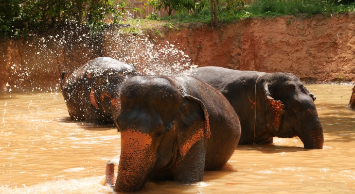 Phuket: 6-Hour Tour at Elephant Jungle Sanctuary with 15% Off in Thailand