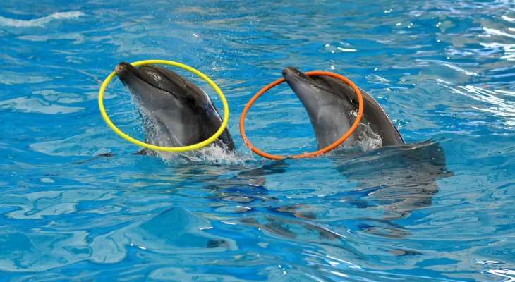 Ticket for Dolphins Show and Swimming with Them at Pattaya Dolphinarium with 10% Off