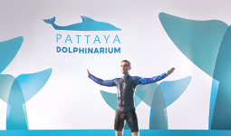 Ticket for Dolphins Show and Swimming with Them at Pattaya Dolphinarium with 10% Off