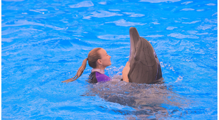 Ticket for Dolphins Show and Swimming with Them at Pattaya Dolphinarium with 10% Off