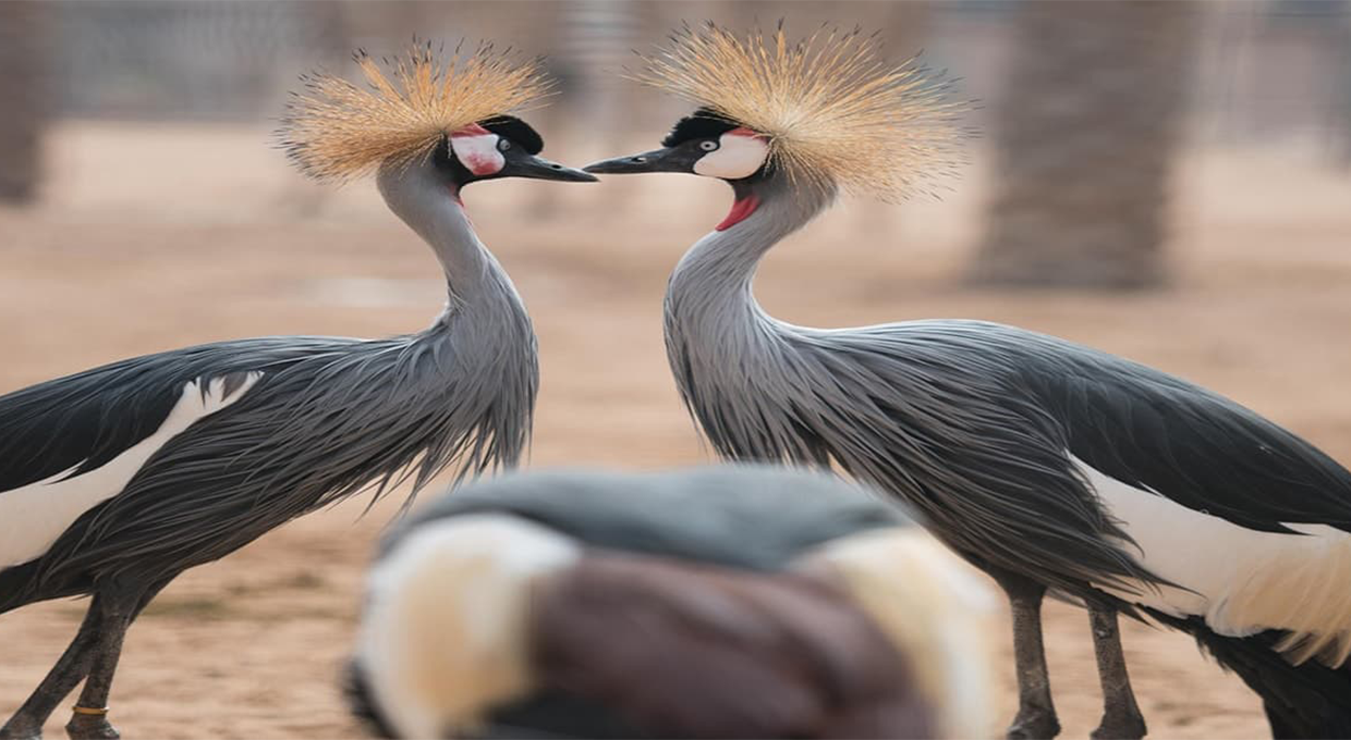 All-Day Pass Entry Ticket to Emirates Park Zoo in Abu Dhabi