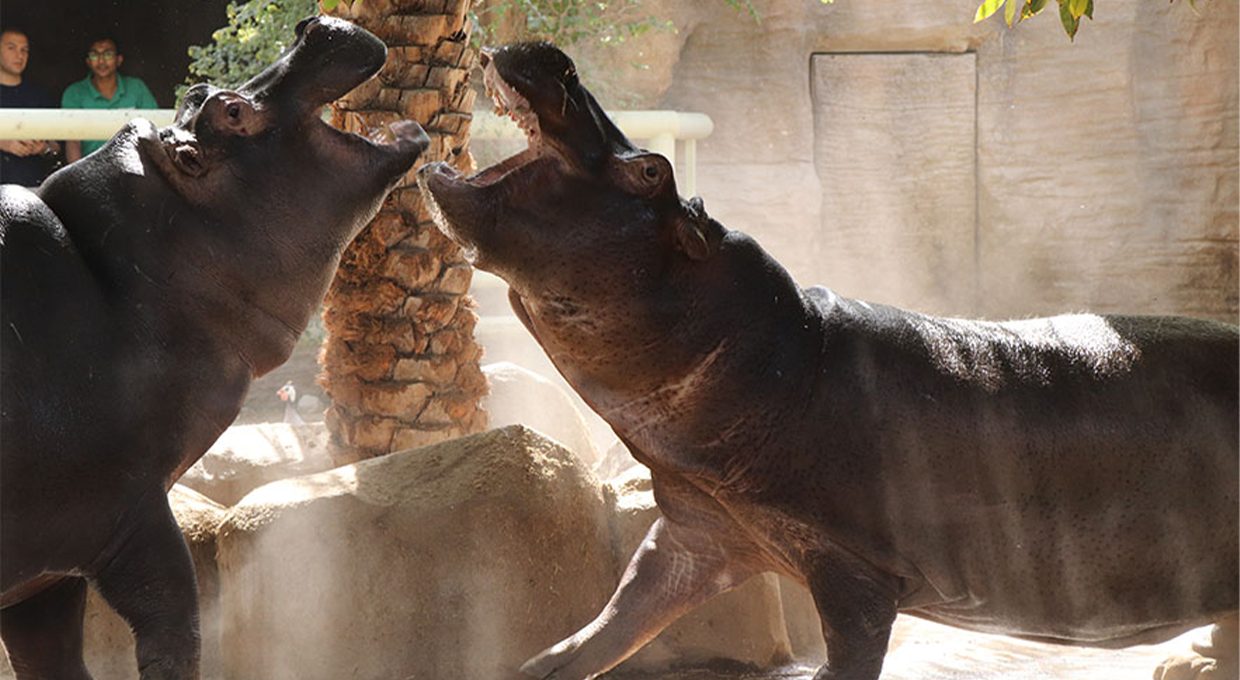 All-Day Pass Entry Ticket to Emirates Park Zoo in Abu Dhabi