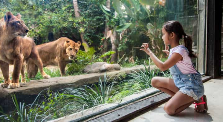 All-Day Pass Entry Ticket to Bali Zoo