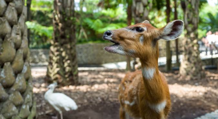 All-Day Pass Entry Ticket to Bali Zoo