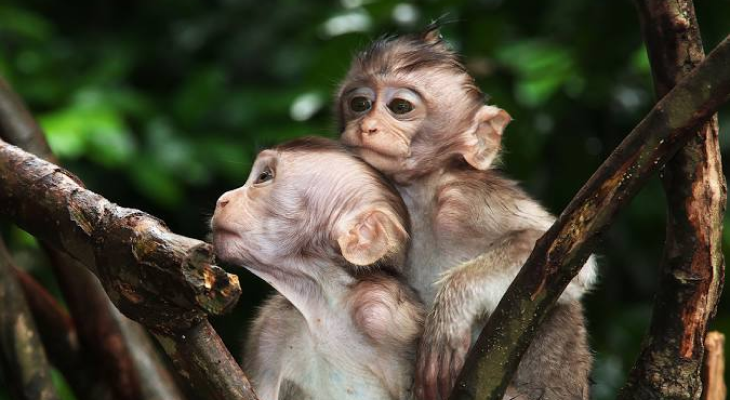 All-Day Pass Entry Ticket to Bali Zoo